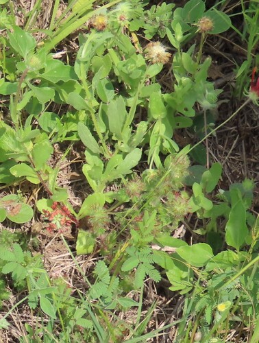 Cardinal's feather (Acalypha radians)