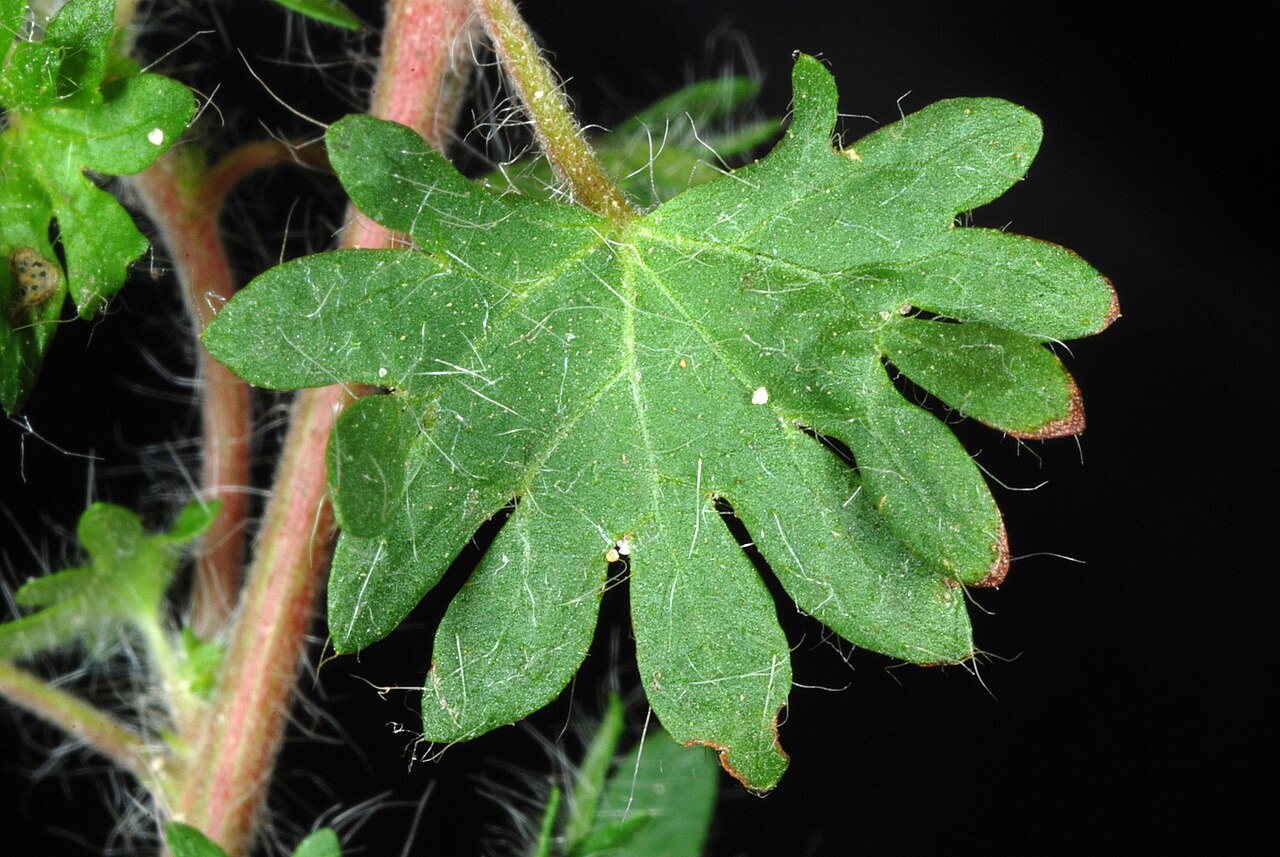 Cardinal's feather: Acalypha radians