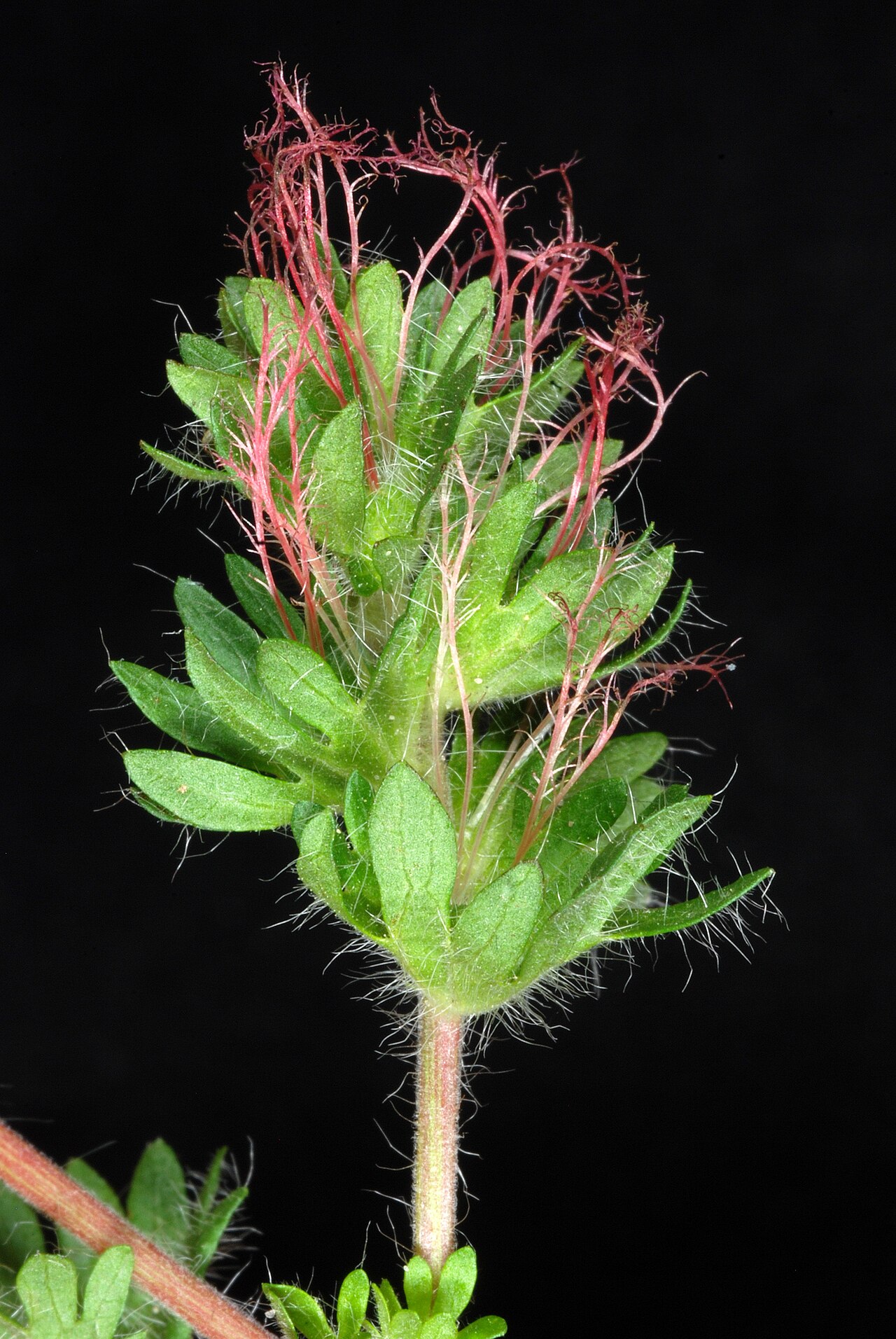 Cardinal's feather: Acalypha radians