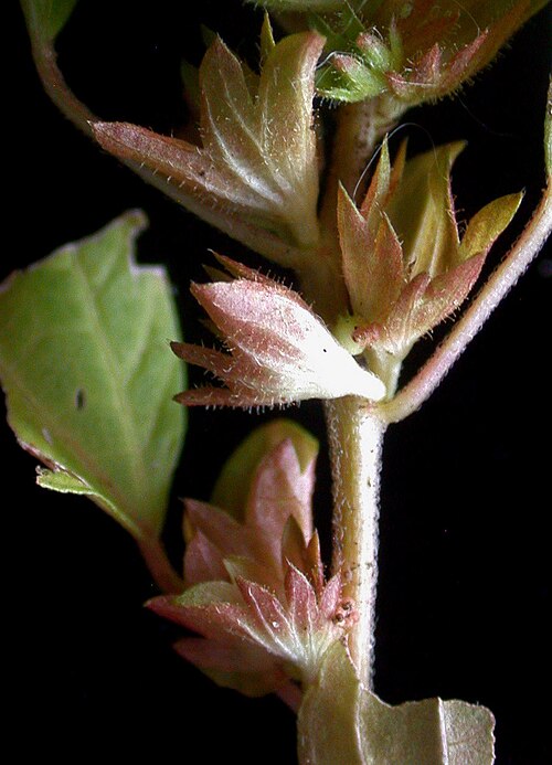 Common three-seeded copperleaf: Nom français : ricinelle rhomboïde. Nom anglais : common three-seeded mercury. Tige et bractées de ricinelle rhomboïde.