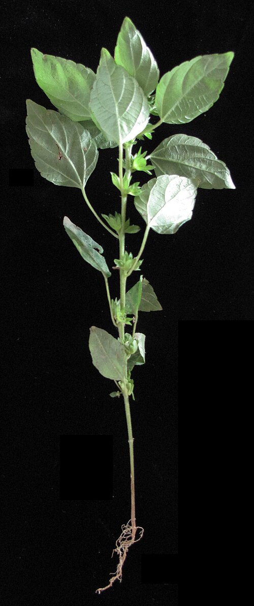 Common three-seeded copperleaf: Nom français : ricinelle rhomboïde. Nom anglais : common three-seeded mercury. Racine, tige, feuilles et bractées de ricinelle rhomboïde.