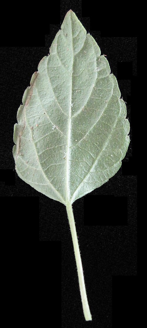 Common three-seeded copperleaf: Nom français : ricinelle rhomboïde. Nom anglais : common three-seeded mercury. Feuille de ricinelle rhomboïde, vue de dessous.