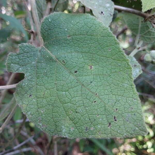 Acalypha urophylla (Acalypha urophylla)