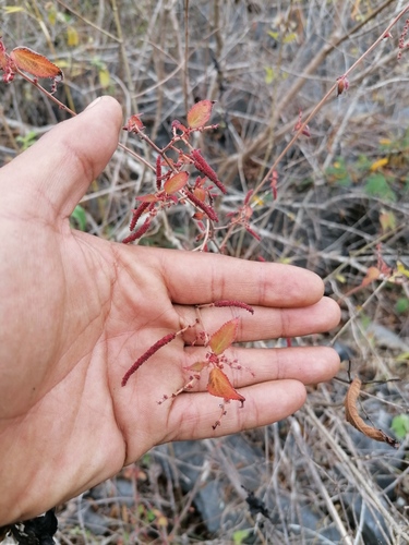 Acalypha vagans (Acalypha vagans)