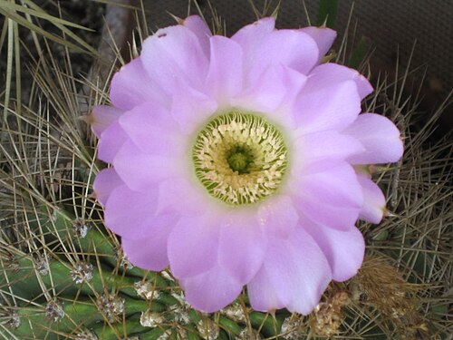Acanthocalycium klimpelianum: Acanthocalycium violaceum or spiniflorum: the flower