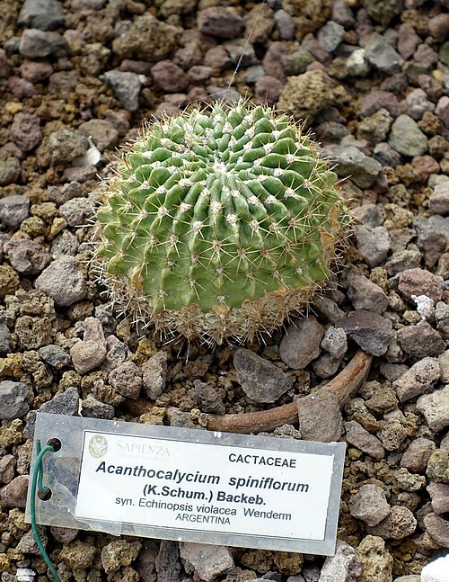 Acanthocalycium klimpelianum: Botanical specimen in the Orto botanico - Rome, Italy.