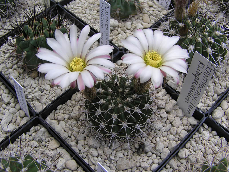 Acanthocalycium klimpelianum: Acanthocalycium spiniflorum - syn: Acanthocalycium klimpelianum
