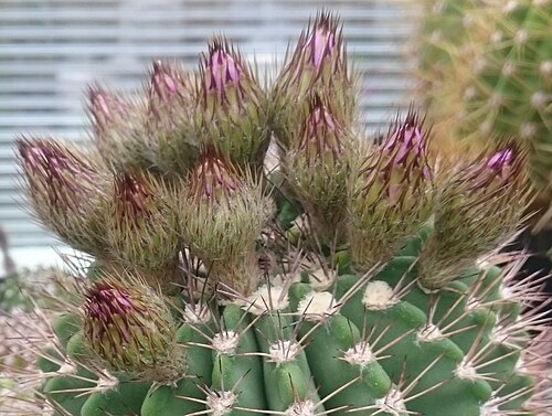 Acanthocalycium klimpelianum: Knospen an Acanthocalycium spiniflorum mit den für die Gattung charakteristischen Schuppen, die in spitze Dornen übergehen.