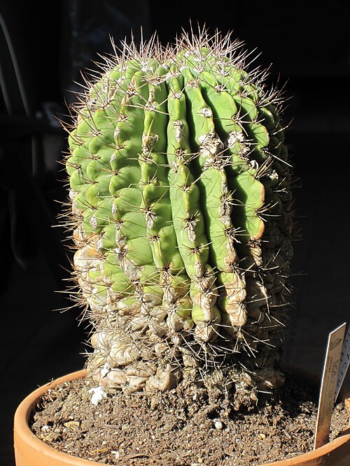 Acanthocalycium klimpelianum: Acanthocalycium spiniflorum/violaceum