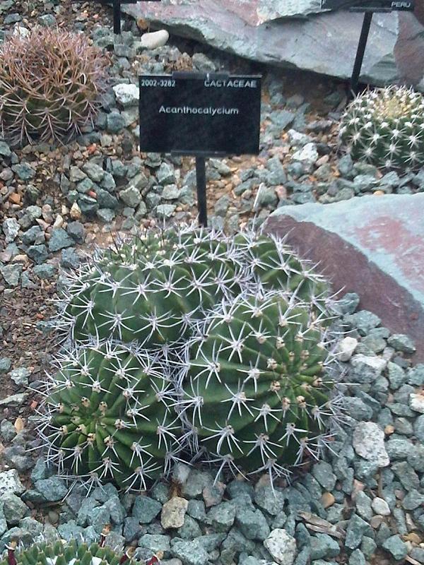 Acanthocalycium klimpelianum: Acanthocalycium spiniflorum - syn: Acanthocalycium klimpelianum at Kew Gardens, England.