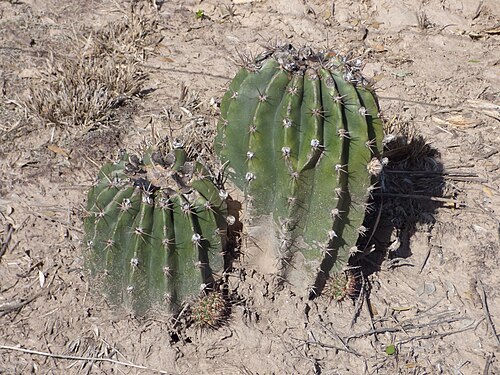 Acanthocalycium rhodotrichum