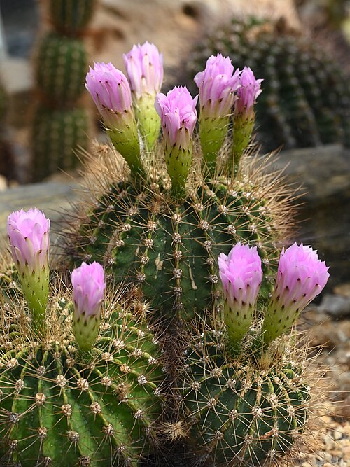 Acanthocalycium spiniflorum: Acanthocalycium violaceum in the Botanischer Garten, Berlin-Dahlem