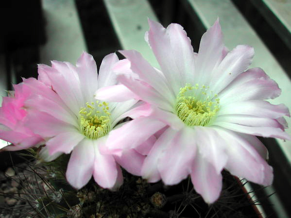 Acanthocalycium spiniflorum: Acanthocalycium spiniflorum
