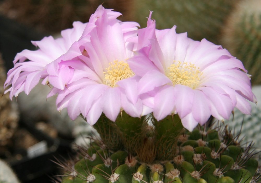 Acanthocalycium spiniflorum: Acanthocalycium violaceum in Blüte