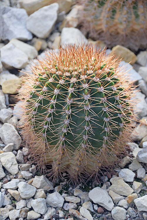 Acanthocalycium spiniflorum: Acanthocalycium spiniflorum in Tropengewächshäuser des Botanischen Gartens, Hamburg