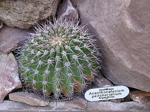 Acanthocalycium spiniflorum: Acanthocalycium klimpelianum (Synonym: Acanthocalycium peitscherianum). Berggarten Hannover.