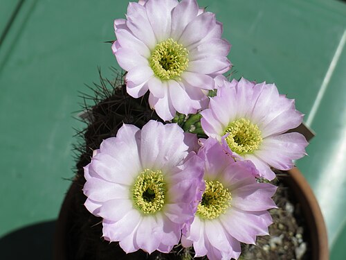 Acanthocalycium spiniflorum: I fiori dell'acanthocalycium spiniflorum
