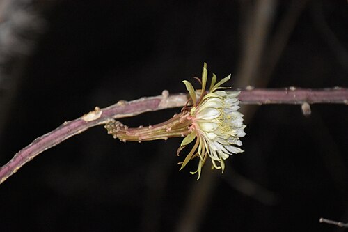 Acanthocereus atropurpureus
