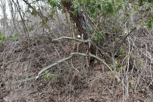 Cactus (Acanthocereus castellae)