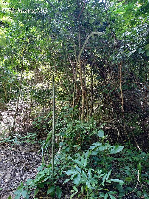 Cactus: Acanthocereus castellae in Mexico