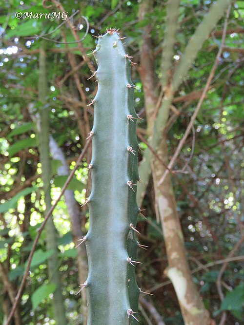 Cactus: Acanthocereus castellae in Mexico