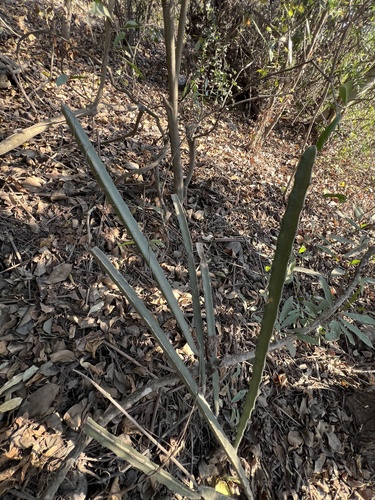Cactus (Acanthocereus castellae)