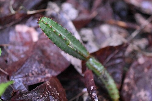 Cactus: Acanthocereus castellae in Mexico