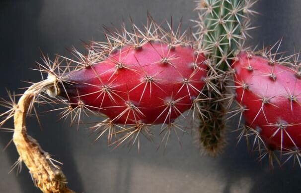 Acanthocereus oaxacensis: Fruto de Acanthocereus oaxacensis