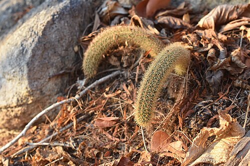 Acanthocereus oaxacensis: Acanthocereus oaxacensis in Mexico