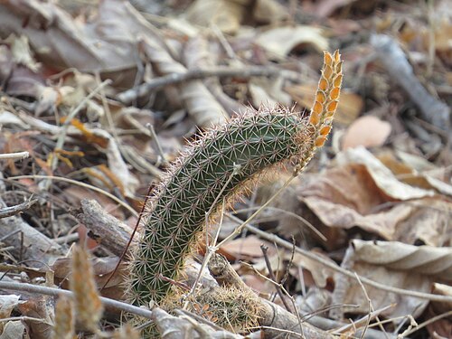 Acanthocereus oaxacensis: Acanthocereus oaxacensis in Mexico