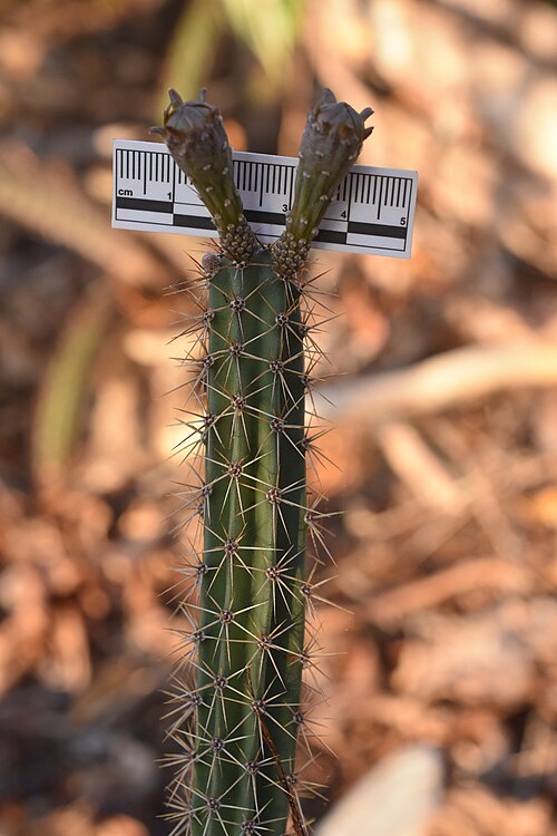 Acanthocereus oaxacensis: Acanthocereus oaxacensis in Mexico