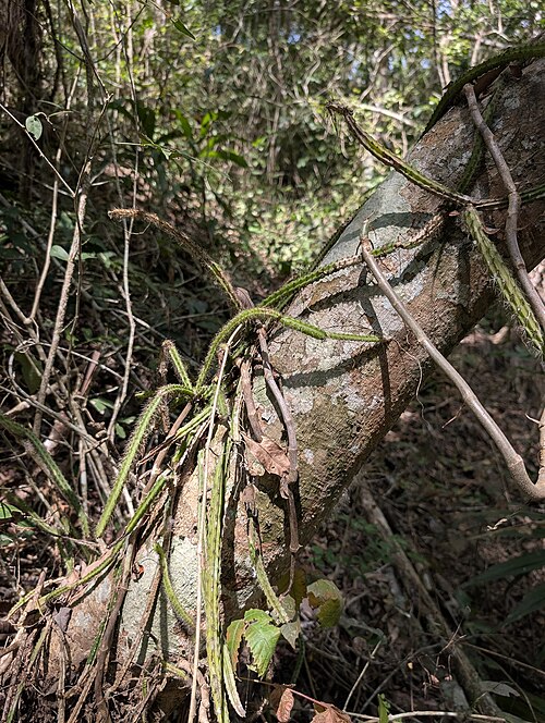 Acanthocereus oaxacensis: Acanthocereus oaxacensis in Mexico