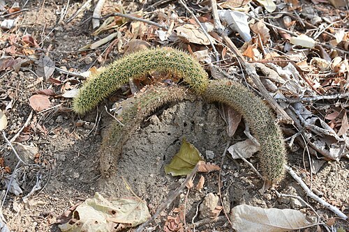 Acanthocereus oaxacensis: Acanthocereus oaxacensis in Mexico