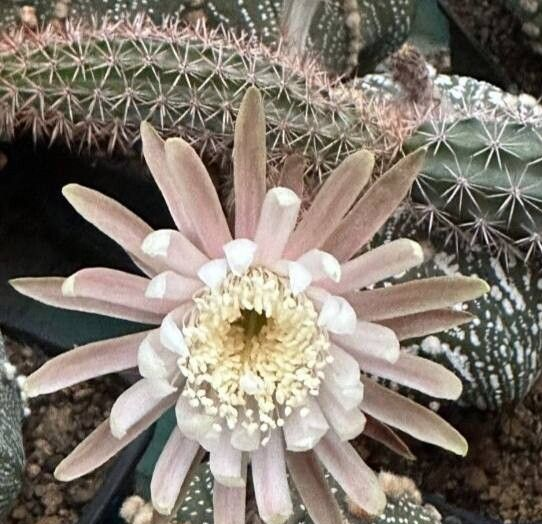 Acanthocereus oaxacensis: Flor y tallo de Acanthocereus oaxacensis