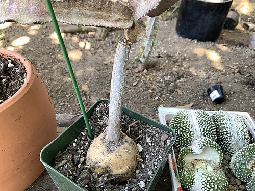 Cactus: This species among with others develop caudexes