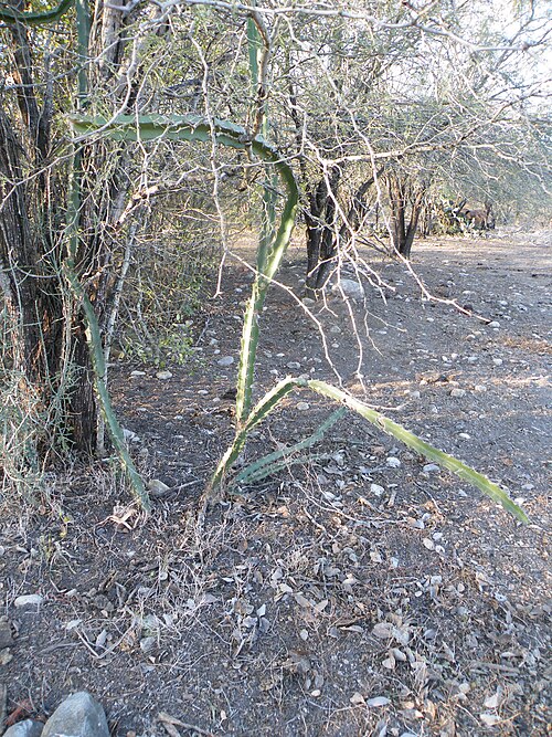 Triangle cactus: Nearf Nicholas Bravo on way to estacion Calles, Tamaulipas
