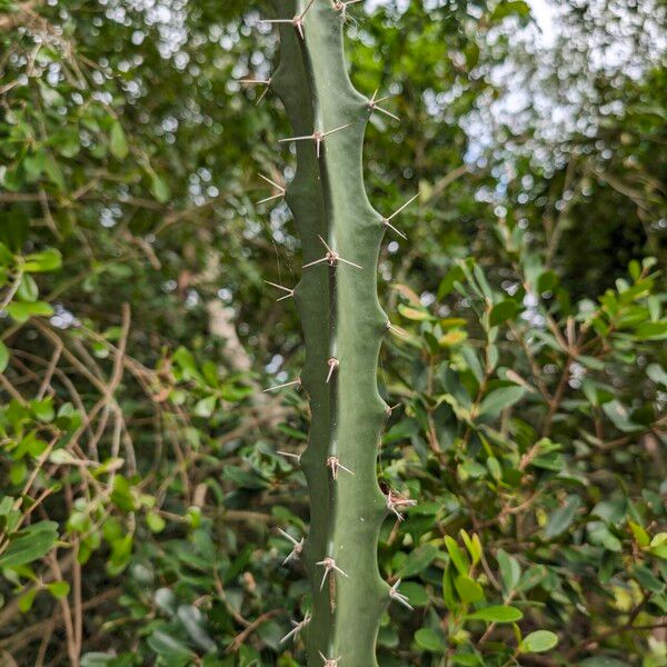 Triangle cactus (Acanthocereus tetragonus)