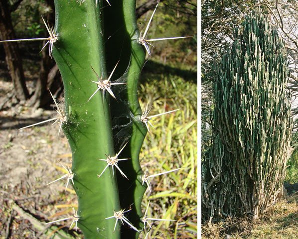 Triangle cactus: Dick Culbert: Acanthocereus tetragonus is a cactus with between three and five sides, native to the northern half of the Neotropics.