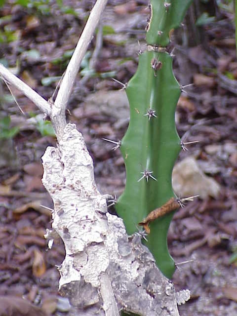 Triangle cactus (Acanthocereus tetragonus)
