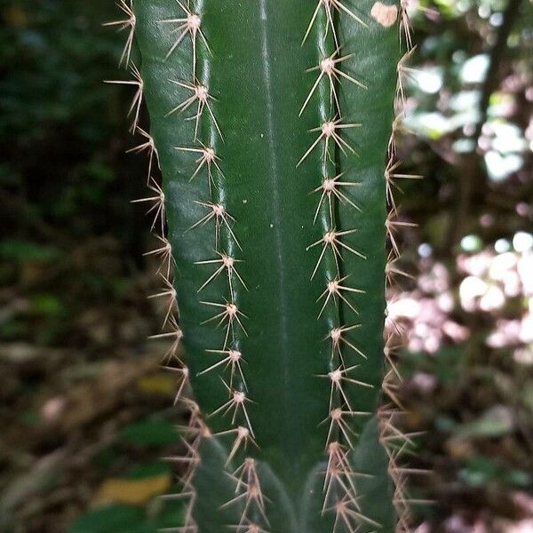 Triangle cactus (Acanthocereus tetragonus)