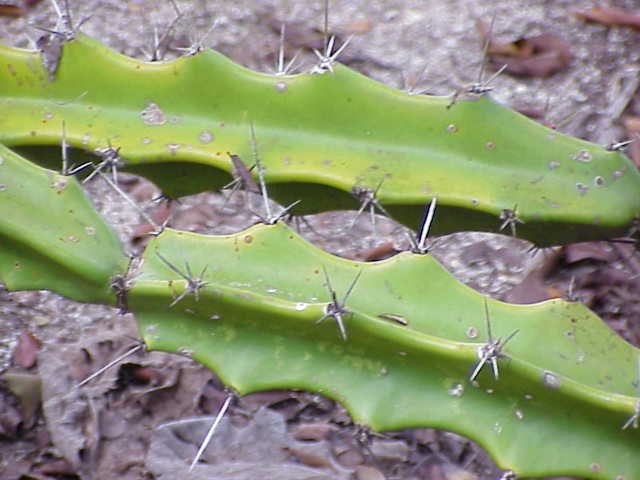 Triangle cactus: Species : Acanthocereus pentagonus Family : Cactaceae Image No. 2