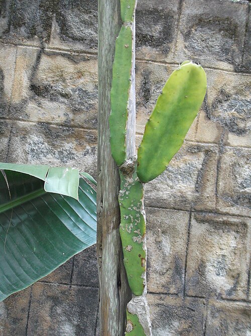 Triangle cactus: Big needle vine-3-4 angled with short spines,long jointed,flowers nightblooming,white.
