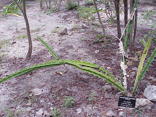 Triangle cactus: Species : Acanthocereus pentagonus Family : Cactaceae Image No. 3