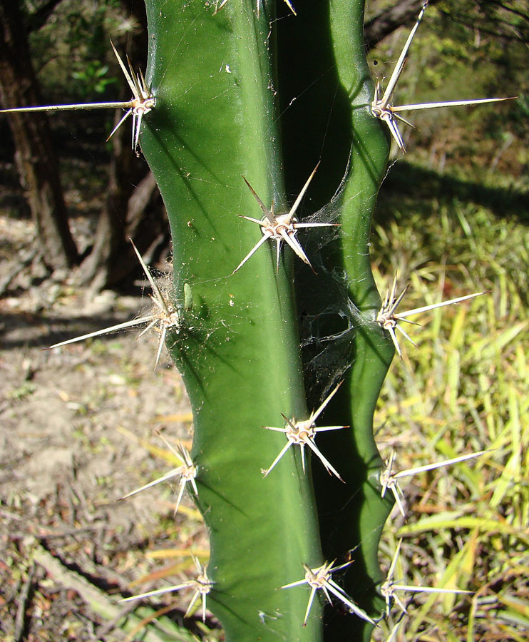 Triangle cactus: Native to Central America, where it is known as Nopal de Cruz. Photo from southwestern Nicaragua. In context at www.dixpix.ca/meso_america/Flora/cacti/index.htm