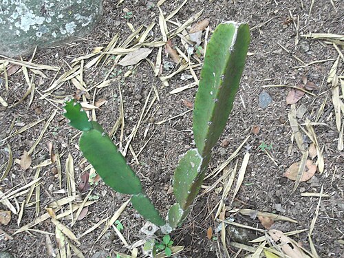 Triangle cactus: Big needle vine-3-4 angled with short spines,long jointed,flowers nightblooming,white.