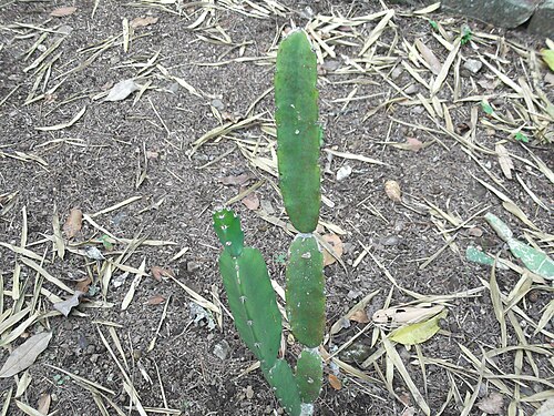 Triangle cactus: Big needle vine-3-4 angled with short spines,long jointed,flowers nightblooming,white.