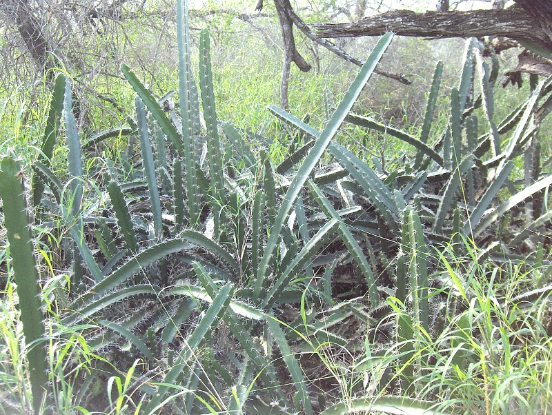 Triangle cactus: Night Blooming Cereus in South Texas