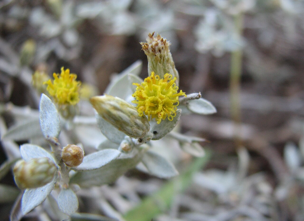 Acanthocladium dockeri: Acanthocladium dockeri (cultivated, labelled) , Royal Botanic Gardens Melbourne, Australia