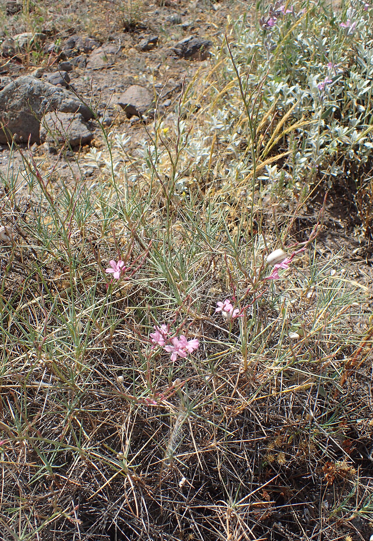 Acantholimon karelinii: Acantholimon karelinii in Shaki, Armenia