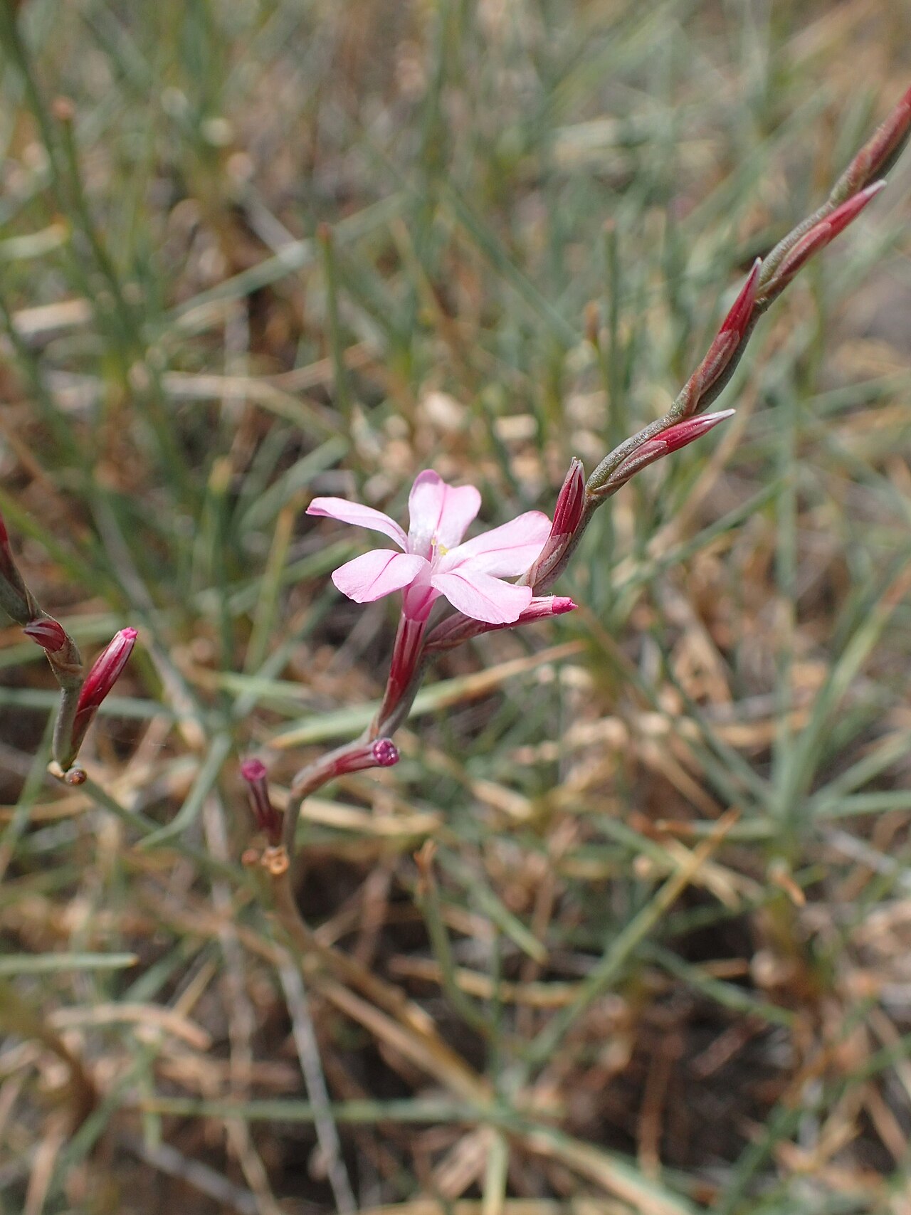 Acantholimon karelinii: Acantholimon karelinii in Shaki, Armenia